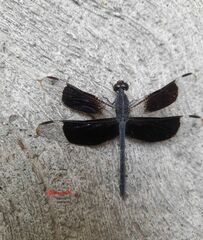 Erythrodiplax funerea