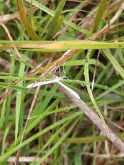 Stenoptilia zophodactylus