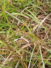 Stenoptilia zophodactylus