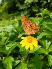 Phalanta phalantha phalantha