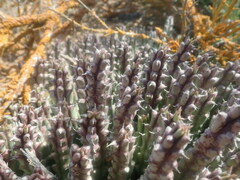 Tridentea gemmiflora