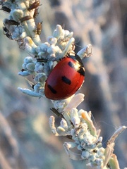 Coccinella transversoguttata