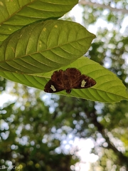 Celaenorrhinus asmara