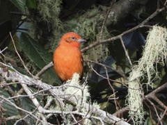 Piranga bidentata