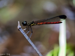 Libellago aurantiaca