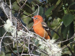 Piranga bidentata