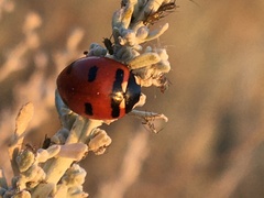 Coccinella transversoguttata