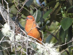 Piranga bidentata