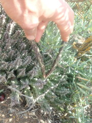 Tridentea gemmiflora