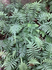 Christella acuminata