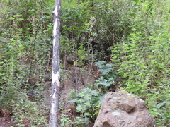 Psacalium peltatum