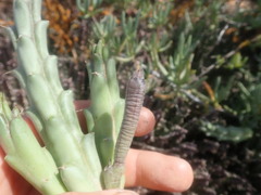 Tridentea gemmiflora