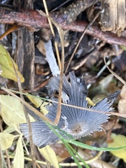 Coprinopsis lagopus