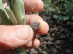 Tridentea gemmiflora