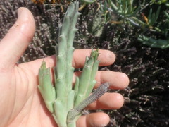 Tridentea gemmiflora