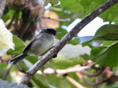 Basileuterus melanogenys