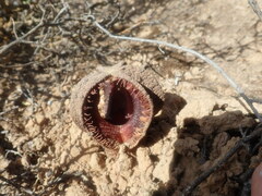 Hydnora africana