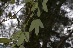 Passiflora subpeltata