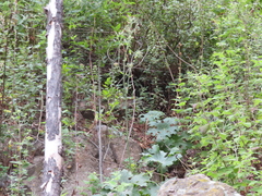 Psacalium peltatum