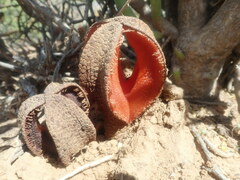Hydnora africana