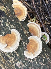 Trametes ochracea