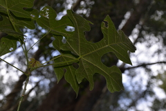 Brachychiton discolor