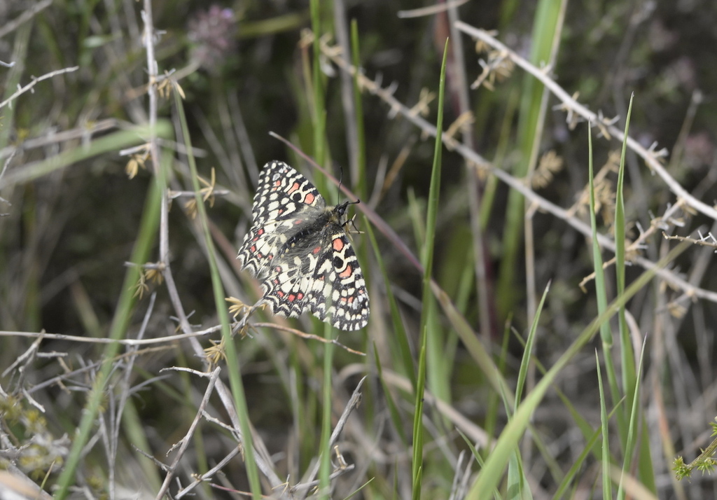 Spanish Festoon in April 2021 by johnwalsh. Zerynthia rumina