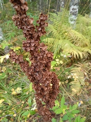 Rumex aquaticus