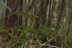 Brachychiton discolor