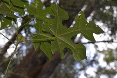 Brachychiton discolor
