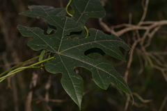 Brachychiton discolor