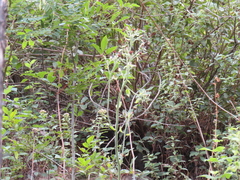 Psacalium peltatum