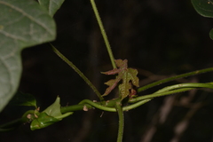Brachychiton discolor