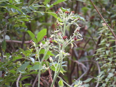 Psacalium peltatum