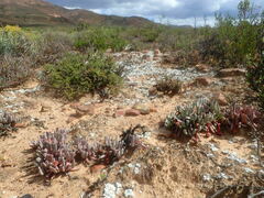 Brianhuntleya intrusa