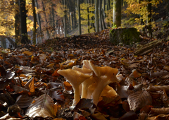 Craterellus lutescens