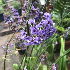 Limonium perezii