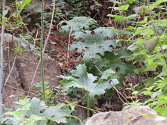 Psacalium peltatum