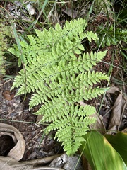 Dryopteris glabra