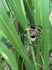 Neosparassus calligaster
