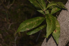 Notelaea longifolia