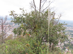 Cardiospermum corindum