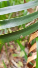 Maratus