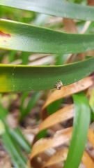 Maratus
