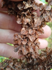 Rumex aquaticus