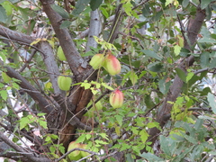 Cardiospermum corindum