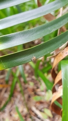 Maratus