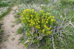Senecio sarcoides