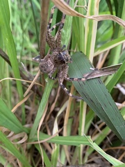 Neosparassus calligaster