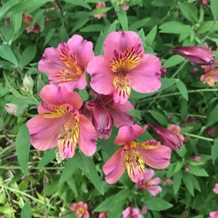 Alstroemeria